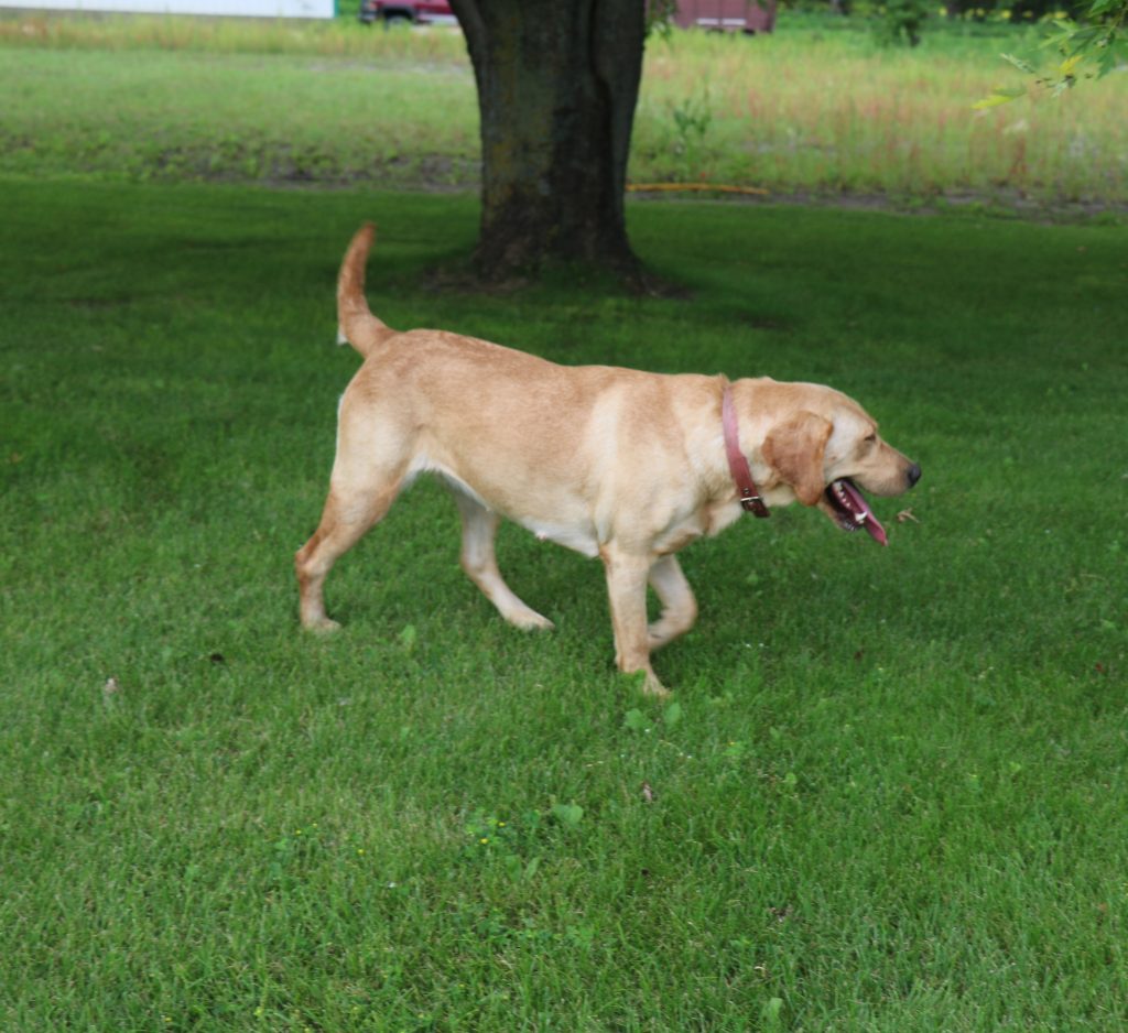 Always loves to go for a wander around the property.