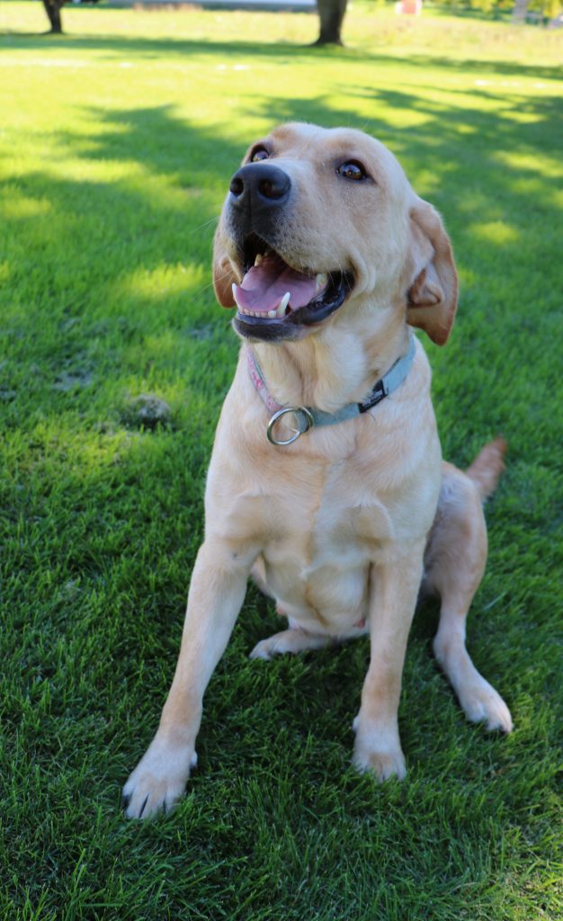 Zarah is our gorgeous yellow lab.