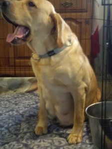 ZARAH puppies this week...