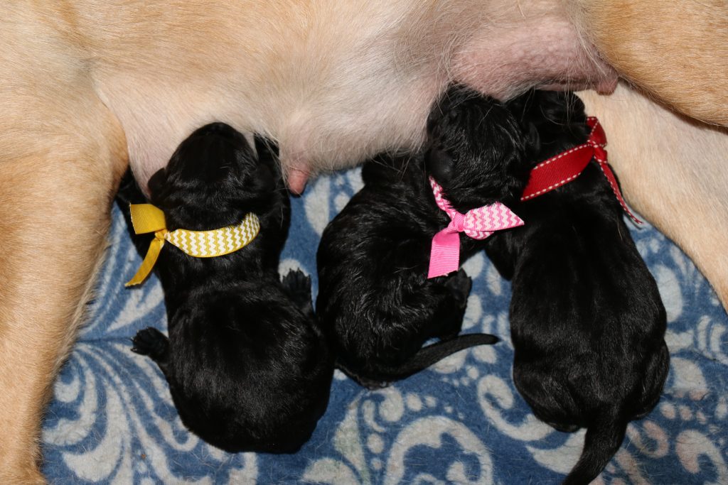 Black Female arrives 10:40am weight 483g