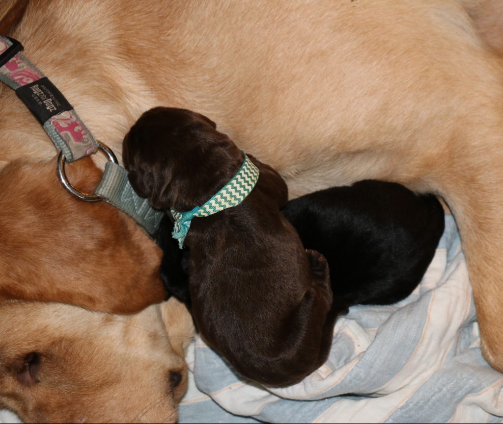 Pups are doing well, dew claws were removed yesterday.