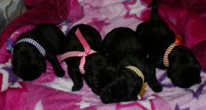 3 days old