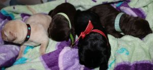 Companion Dogs...
