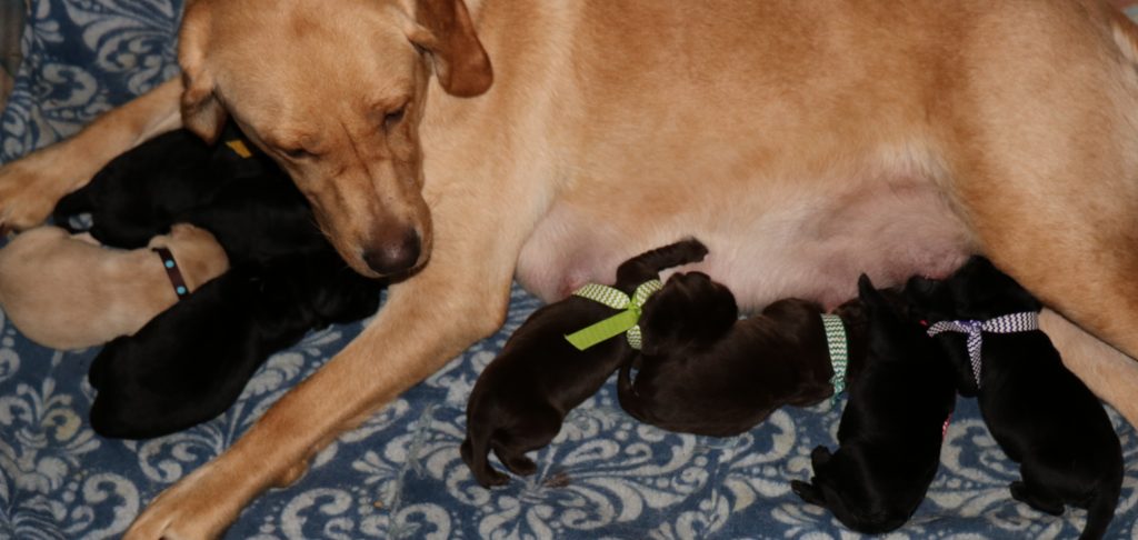 Some getting more fill, others are just cuddling. 