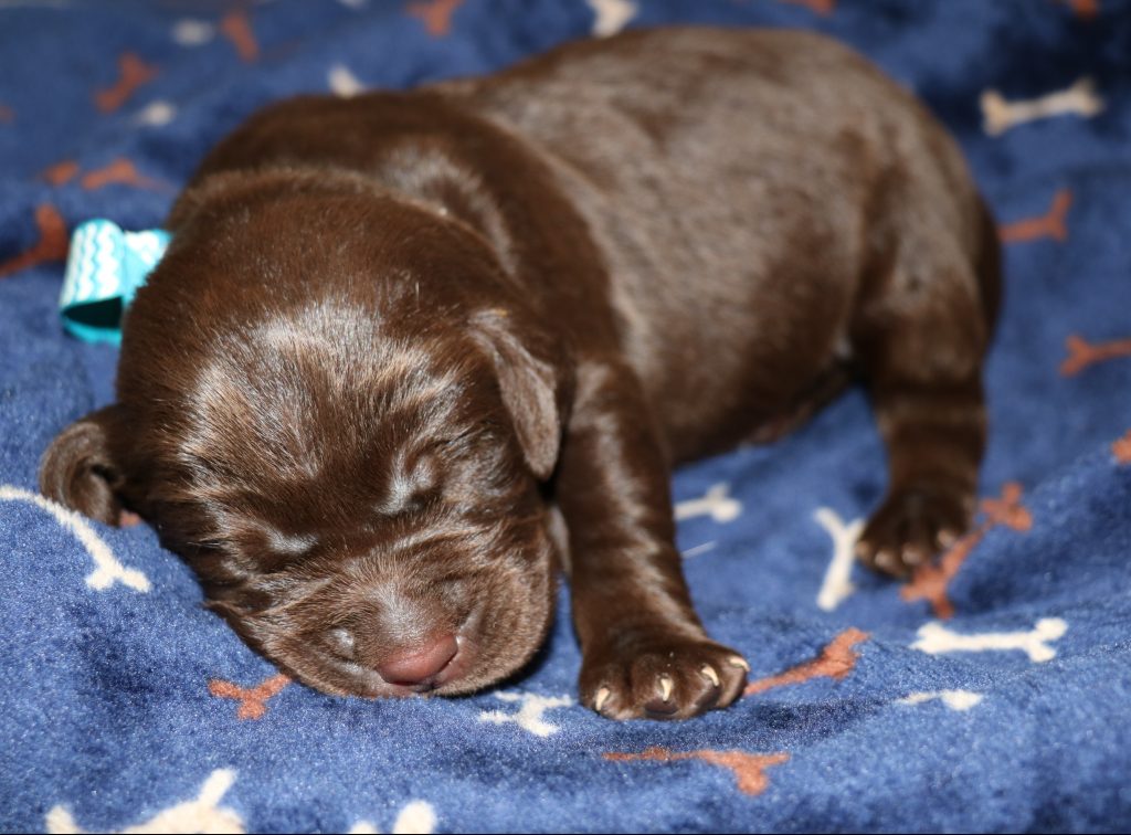 Day 10......Chocolate Male