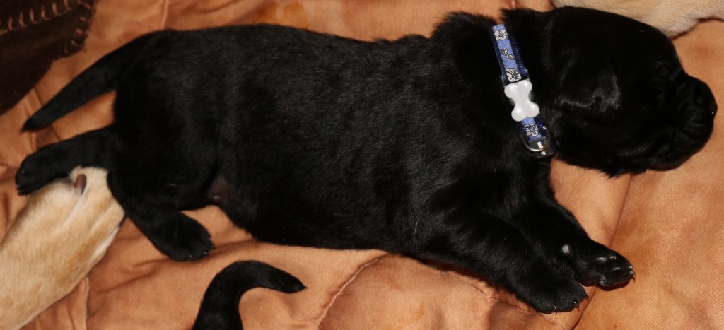 This is the girl who was born first. Yellow collar , now blue with flowers.
