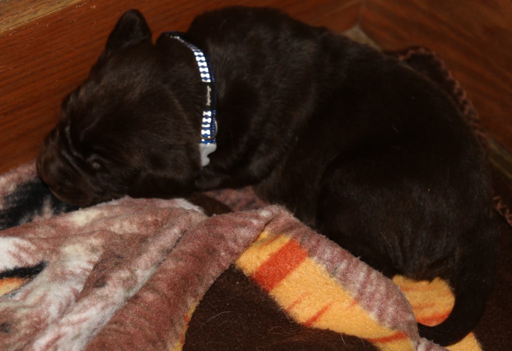 CHOCOLATE MALE BLUE COLLAR