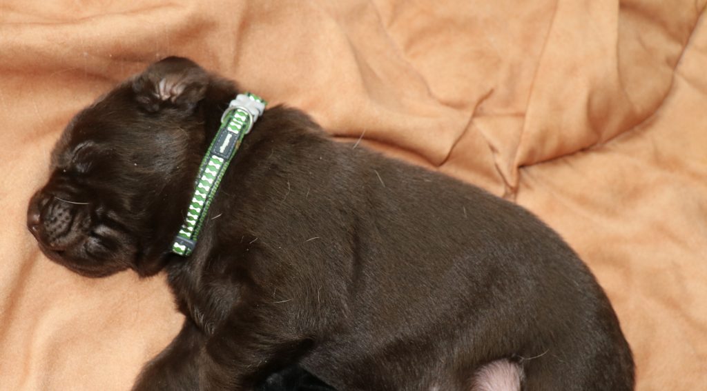 CHOCOLATE MALE GREEN COLLAR