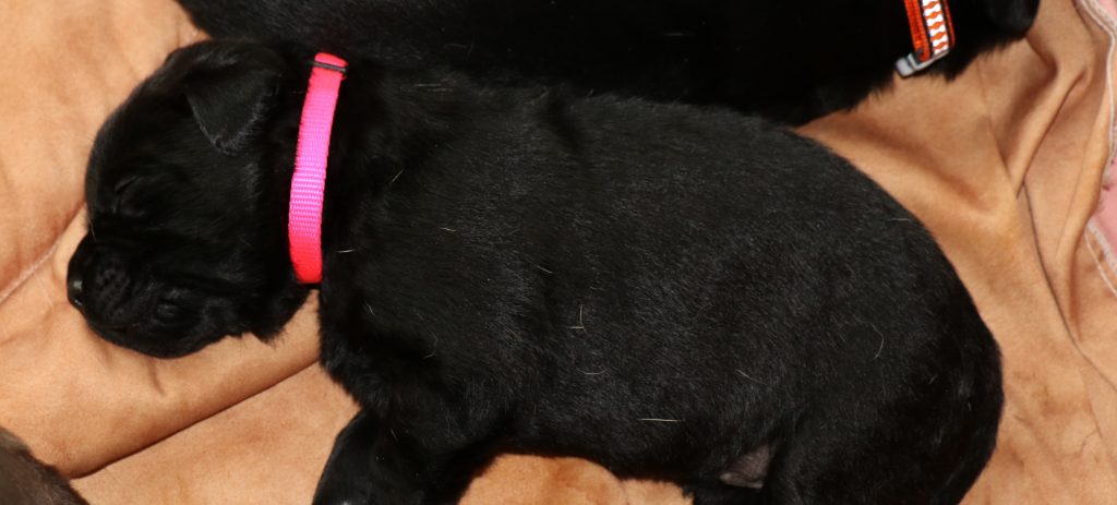BLACK FEMALE PINK