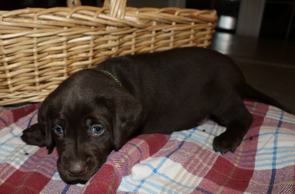 CHOCOLATE MALE #7