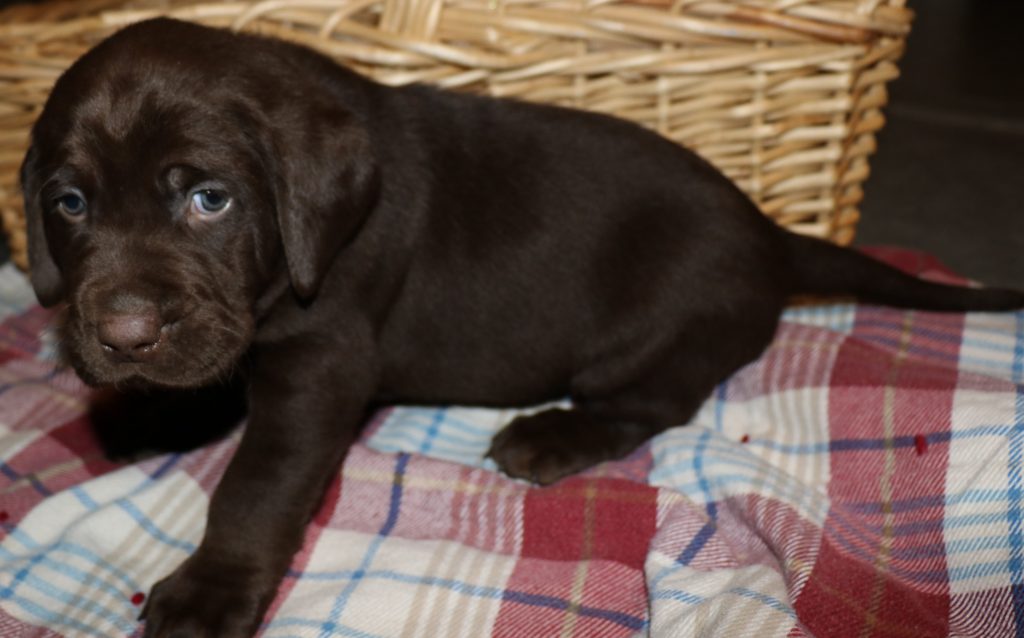 CHOCOLATE MALE #8