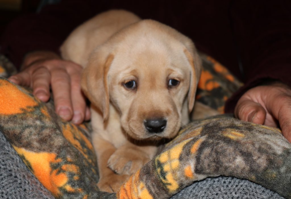 Puppy #5 Yellow Male