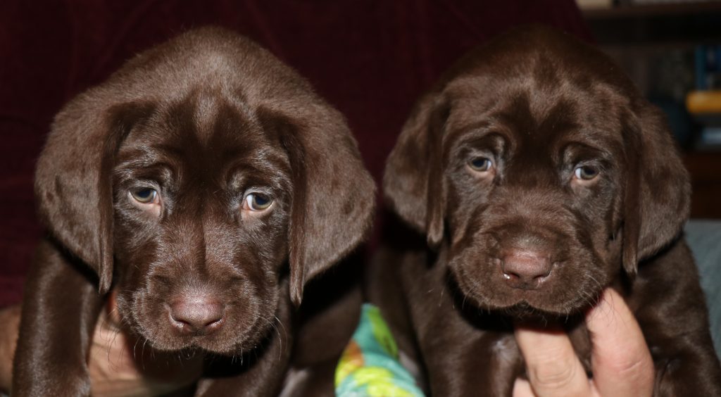 Chocolate Males #7 to the left and #8 to the right.