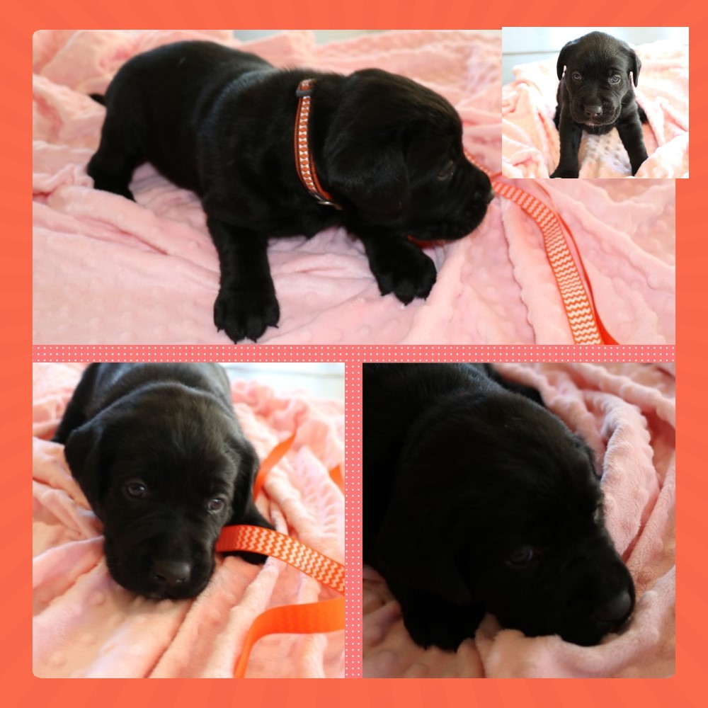 BLACK FEMALE #4 4WEEKS OLD