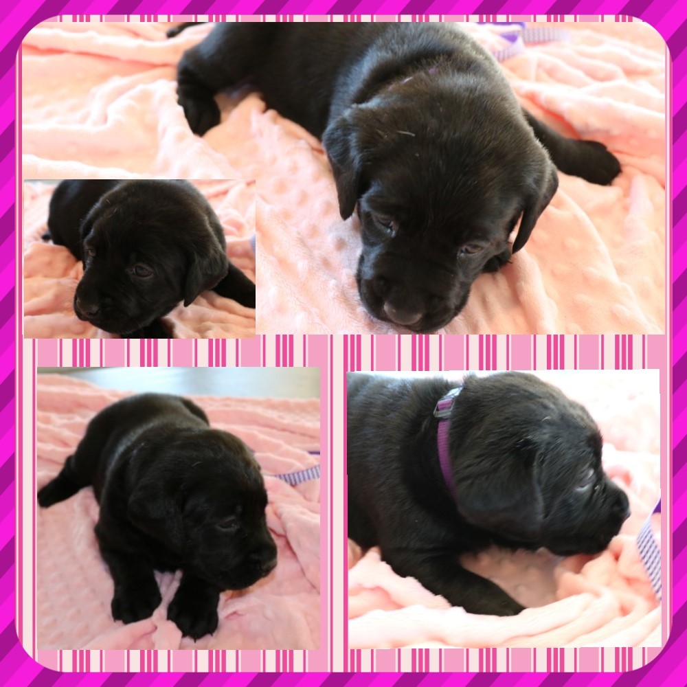 BLACK FEMALE #6 AT 4 WEEKS OLD
