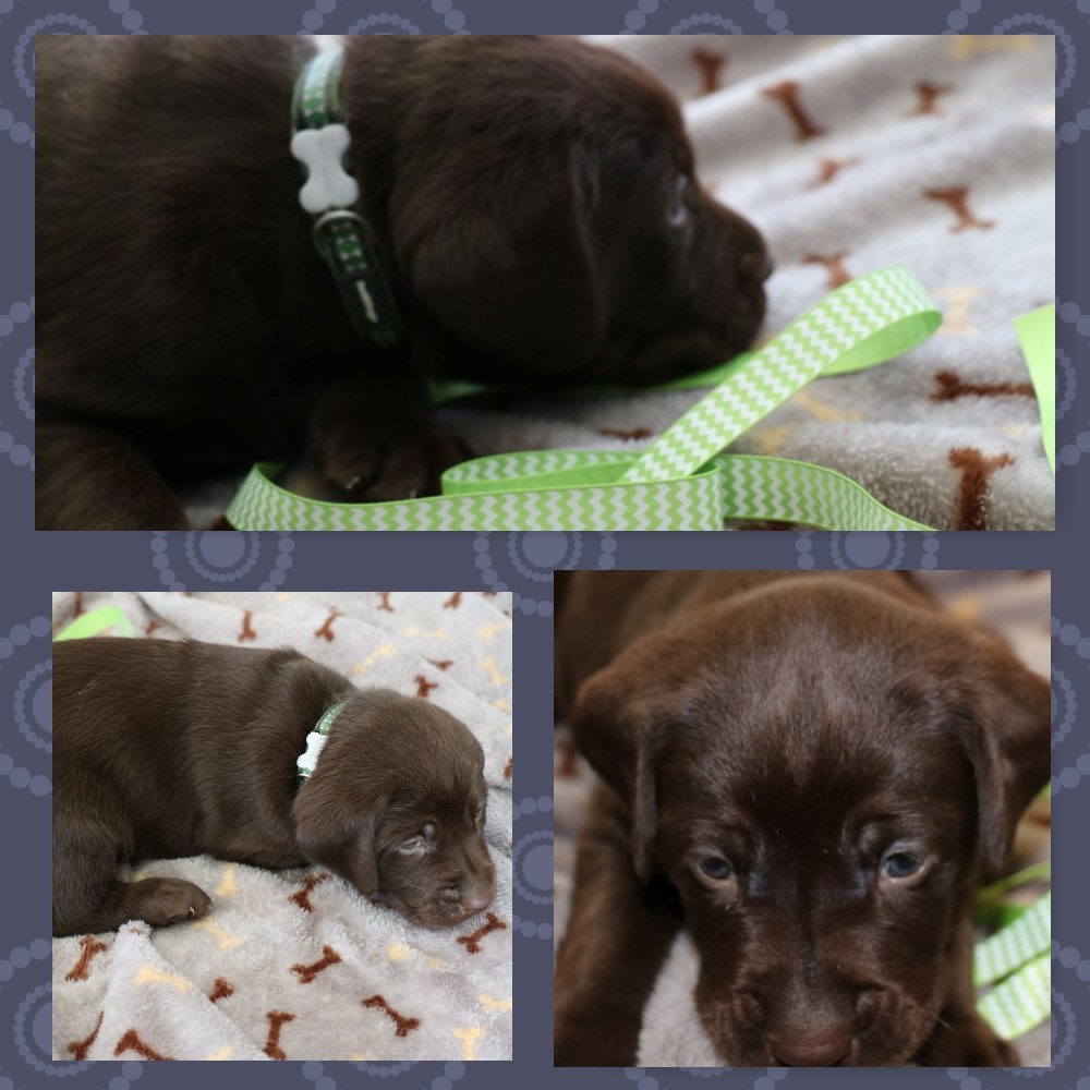 CHOCOLATE MALE #7