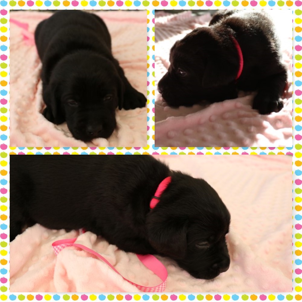 BLACK FEMALE # 3 AT 4 WEEKS OLD