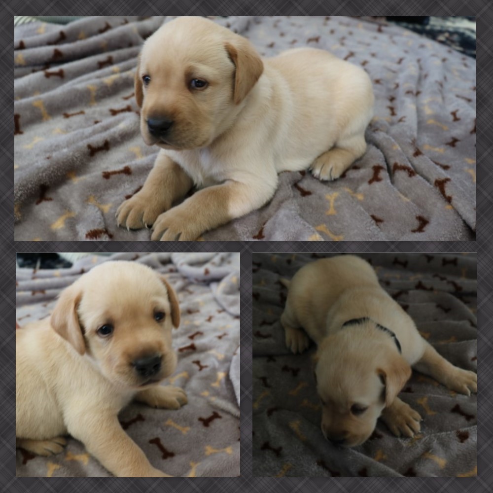 YELLOW MALE AGE 4 WEEKS 