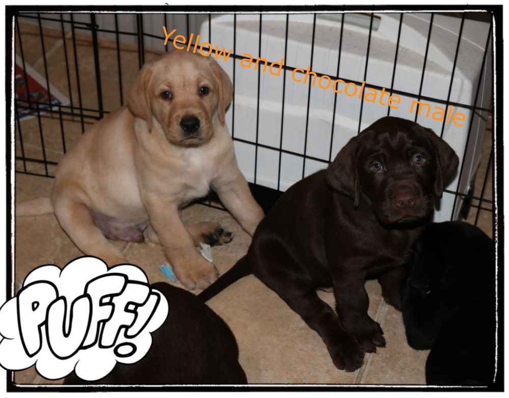 Yellow Male at seven weeks.