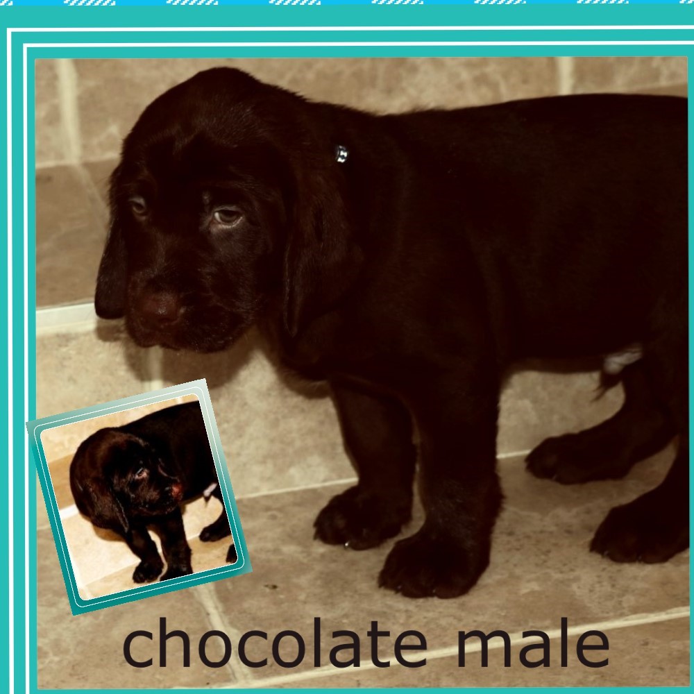 Male 