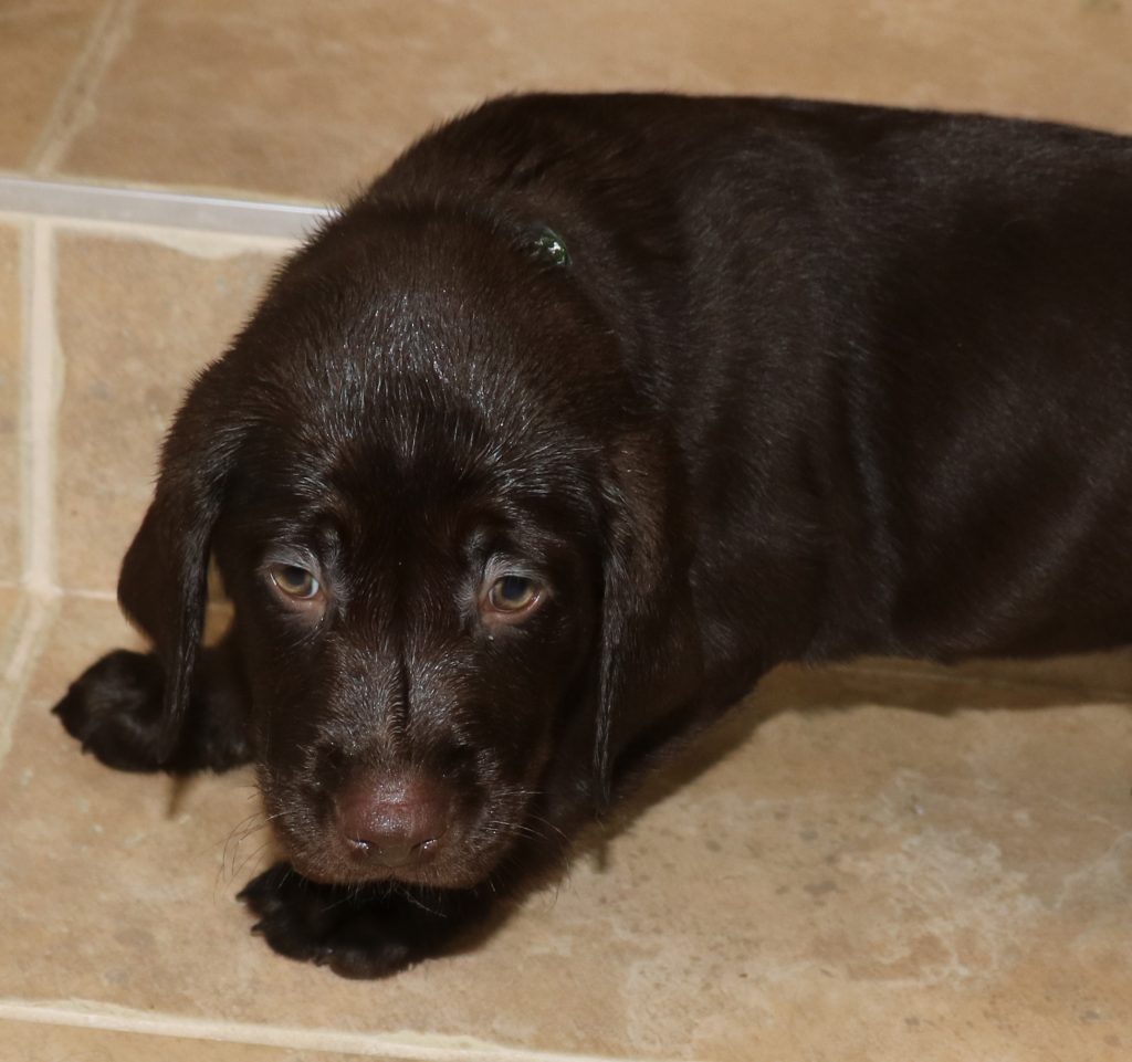 Chocolate male