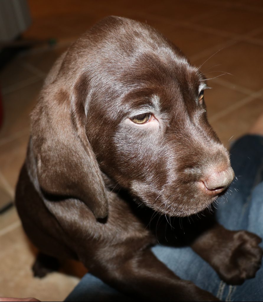 chocolate male #7