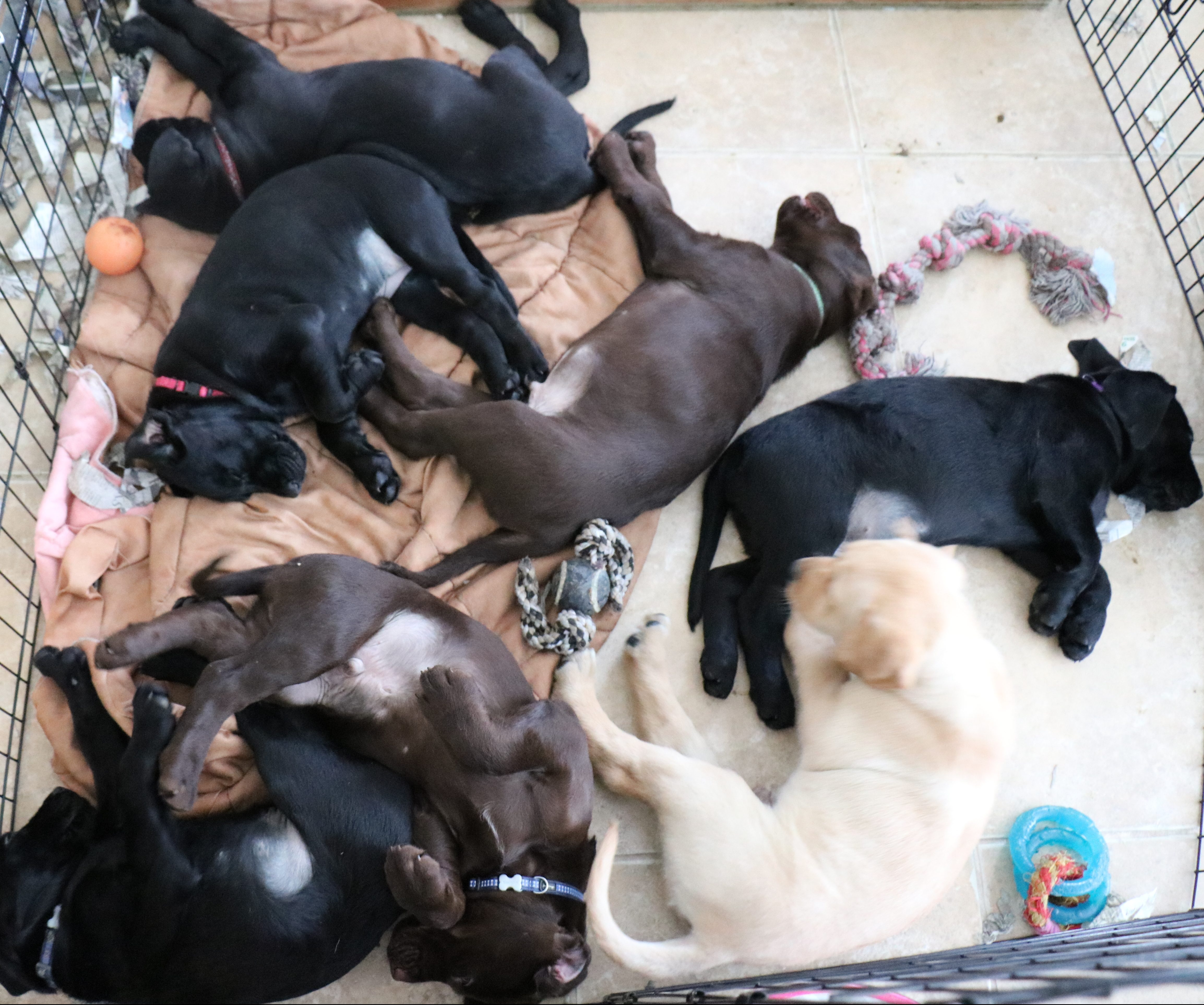 Eight weeks old 