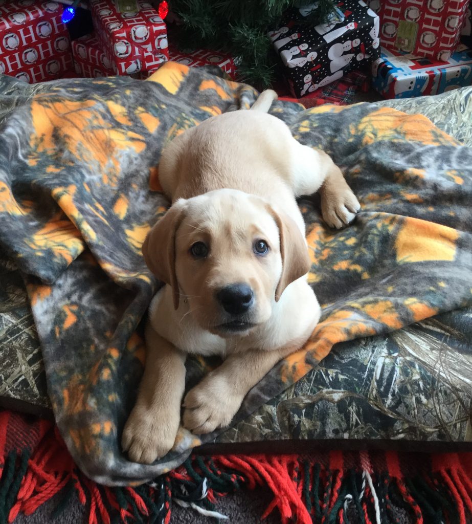 Gunner in his new home.