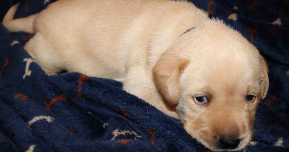 Archway Labradors (Retriever ) – Breeder of Black, Yellow and Chocolate ...