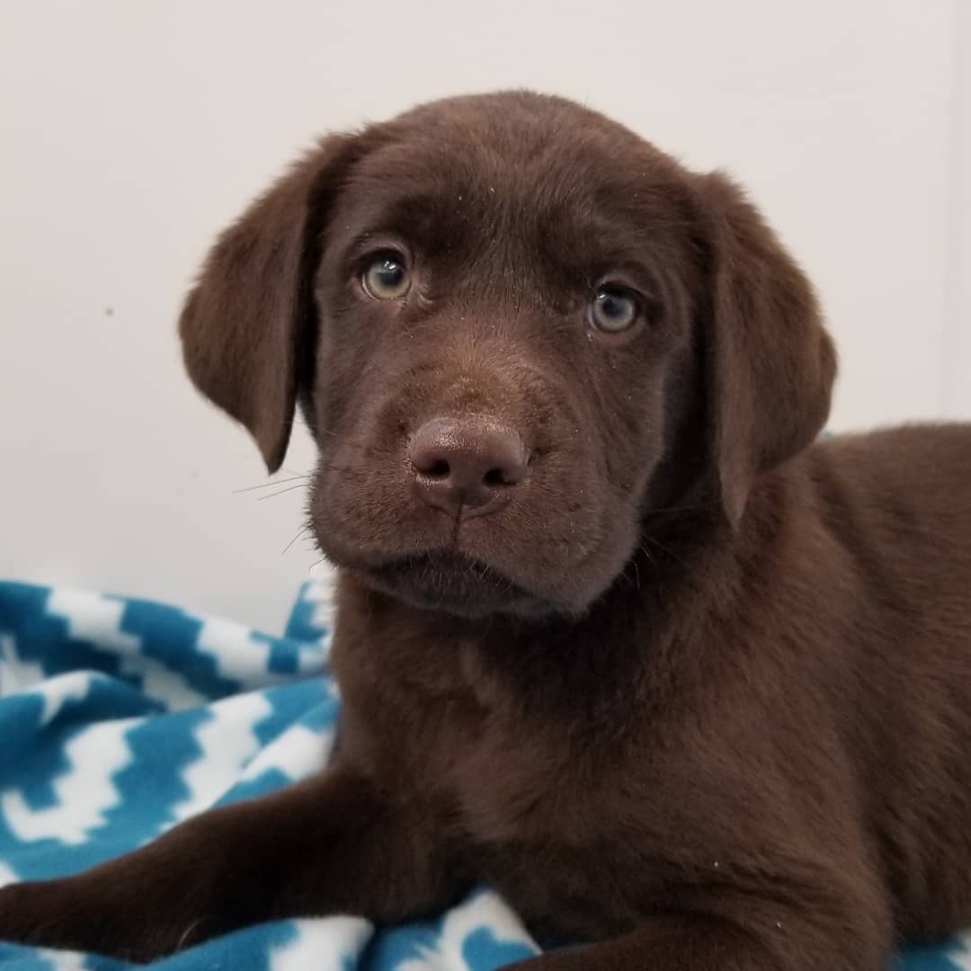 Coka’s pup – Archway Labradors (Retriever)