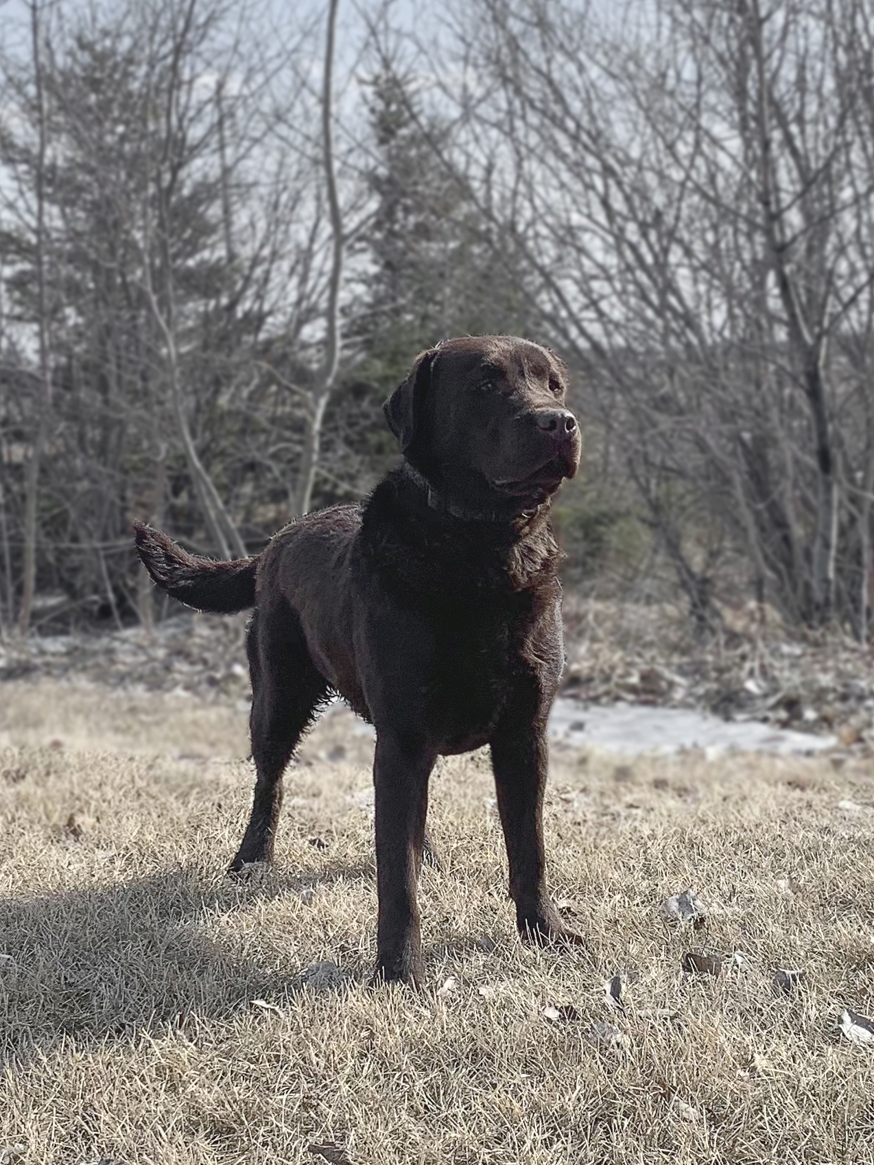 BRUIN – Archway Labradors (Retriever)